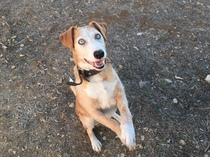 Show me your dog