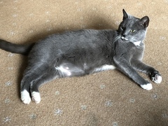 Does this look like a pregnant belly?