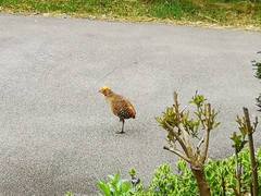 Bird query
