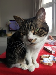 I want a cat, but how do I make sure I get one that’s not an arsehole?