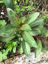 Are these plants I want in my garden - id needed