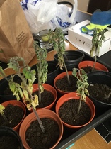 Are my tomato plants beyond saving ? Please help🍅 😕