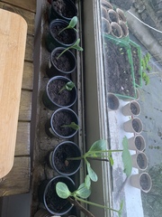 Can I plant these out yet?