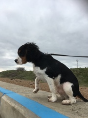 Show me your dog