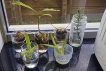 Any Witches Here? Part 7.