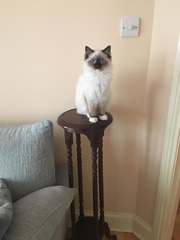 Do you have a ragdoll?