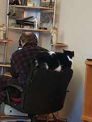 How did you meet your cat(s)?