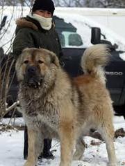 Your favourite dog breed?