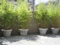 What small tree for outside front window, limited frontage