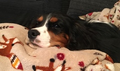 Show me your dog