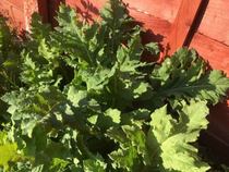 Identify This Plant