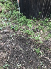 Pls help me identify this pest !