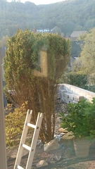 Do I need to give up with this tree?