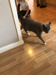 Does this look like a pregnant belly?