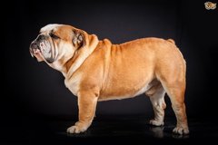 Boy 10 mauled to death at holiday park