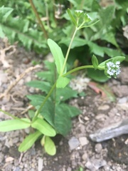 Any Witches Here? Part 8.