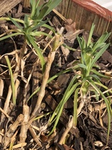 Can I save this carnation?