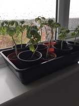 Are my tomato plants beyond saving ? Please help🍅 😕