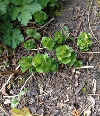 Another Plant ID one