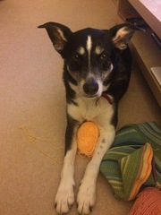 Show me your dog