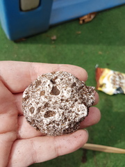 Something digging in my raised beds