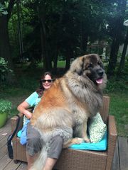 Your favourite dog breed?