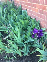 What do you think this plant is?
