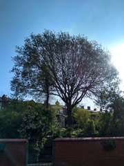 Anyone know about chopping down trees?