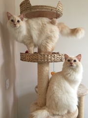 Do you have a ragdoll?