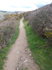 To wonder why people buy clear dog poo bags