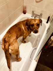 Show me your dog