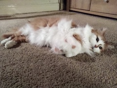 Cats or Dogs, if only on species could survive?