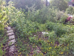 Raspberry patch of doom
