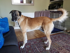 Show me your dog