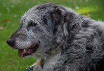 Show me your dog