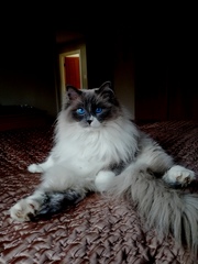 Ragdolls are so stupid, but so lovely...