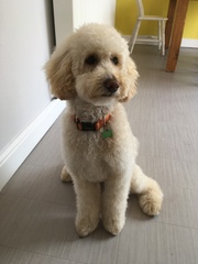 Goldendoodle