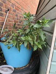 Please identify this