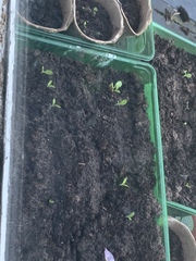 Can I plant these out yet?