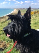 Your favourite dog breed?