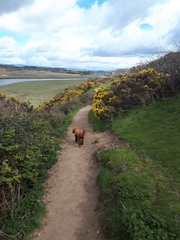 To wonder why people buy clear dog poo bags