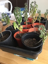 Are my tomato plants beyond saving ? Please help🍅 😕