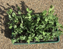 Allotment?Veg Patch Thread 13! Are we weathering the weather?