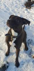 Your favourite dog breed?