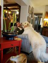 Your favourite dog breed?