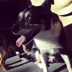 A lovely thread full of dog photos in the sun