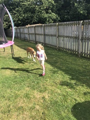Greyhound biting child is this normal