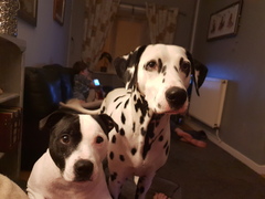 Your favourite dog breed?