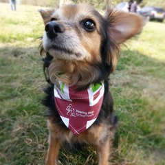 Your favourite dog breed?