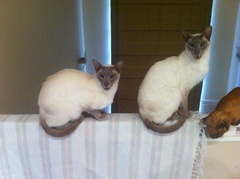Whats your Cats name?